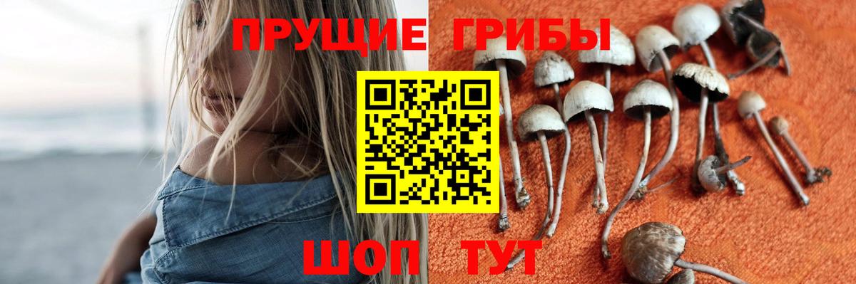 Пугачёв  Псилоцибиновые грибы Psilocybine cubensis  Вход с VPN 